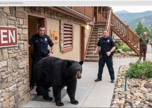 Un oso negro puso a correr a la policía en un hotel